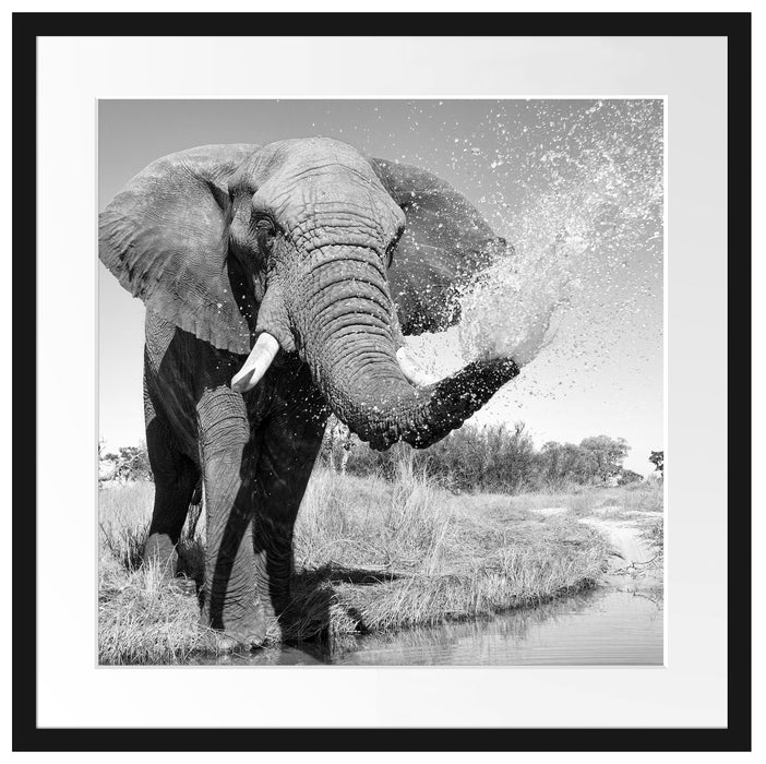 Elefant spritzt mit Wasser Passepartout Quadratisch 55x55