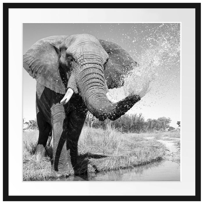Elefant spritzt mit Wasser Passepartout Quadratisch 70x70