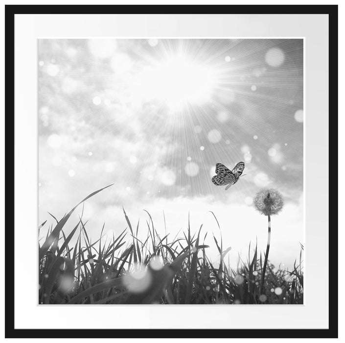 Schmetterling fliegt zu Pusteblume Passepartout Quadratisch 70x70