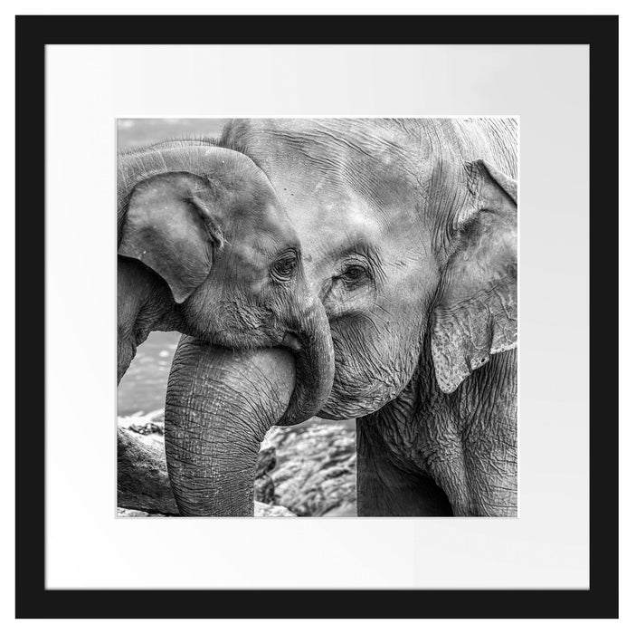 Elefantenmutter mit Kalb B&W Passepartout Quadratisch 40x40