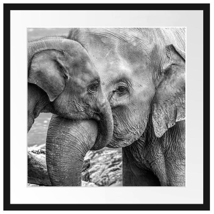 Elefantenmutter mit Kalb B&W Passepartout Quadratisch 55x55