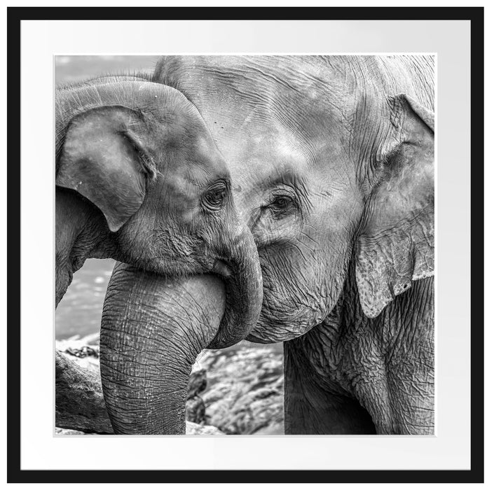 Elefantenmutter mit Kalb B&W Passepartout Quadratisch 70x70