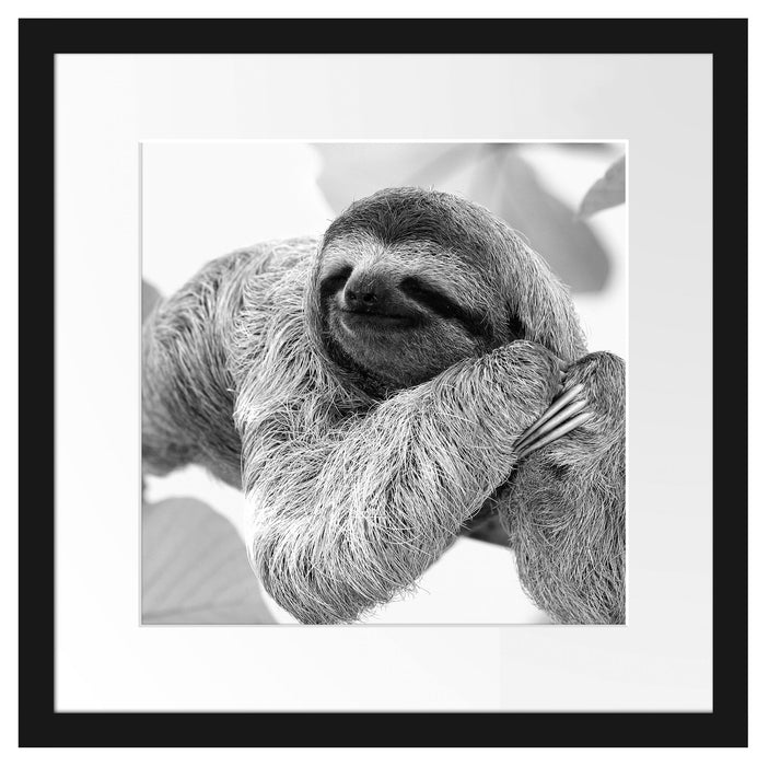 Faultier hängt von Ast Passepartout Quadratisch 40x40