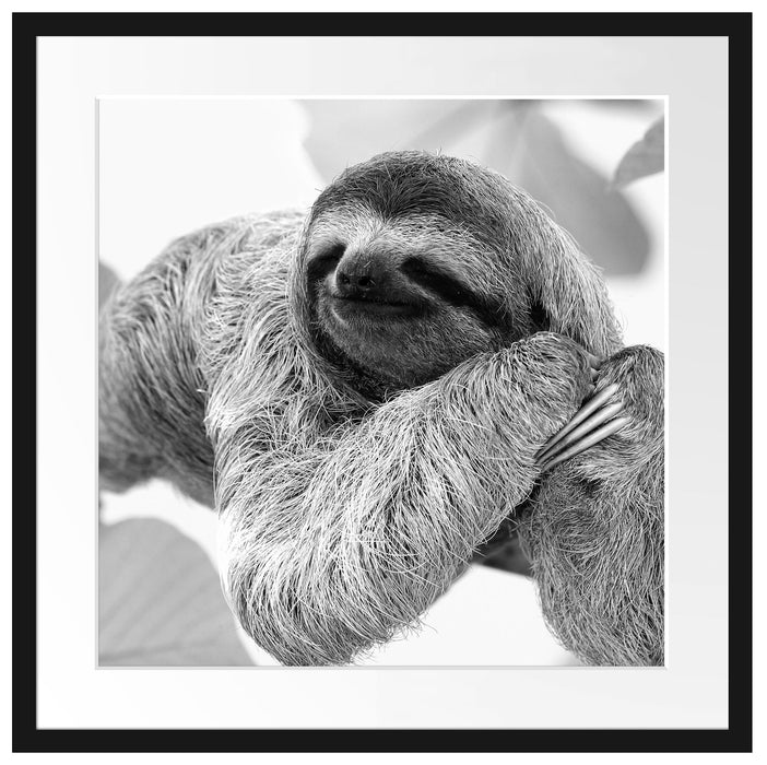 Faultier hängt von Ast Passepartout Quadratisch 55x55