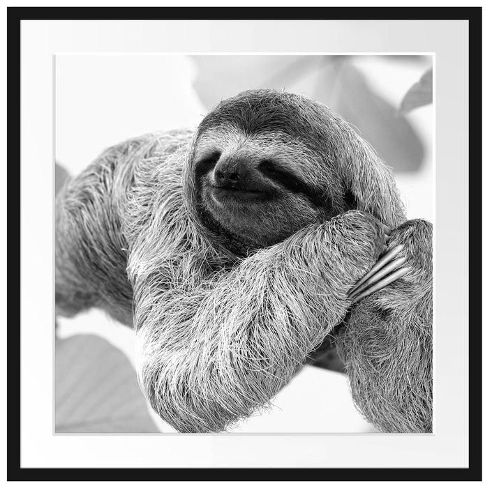 Faultier hängt von Ast Passepartout Quadratisch 70x70