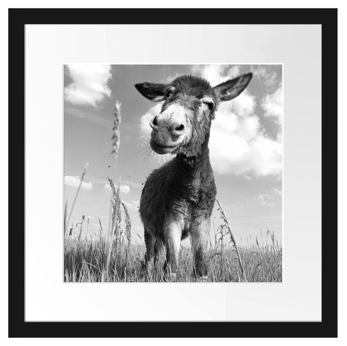 Esel im Feld Passepartout Quadratisch 40x40