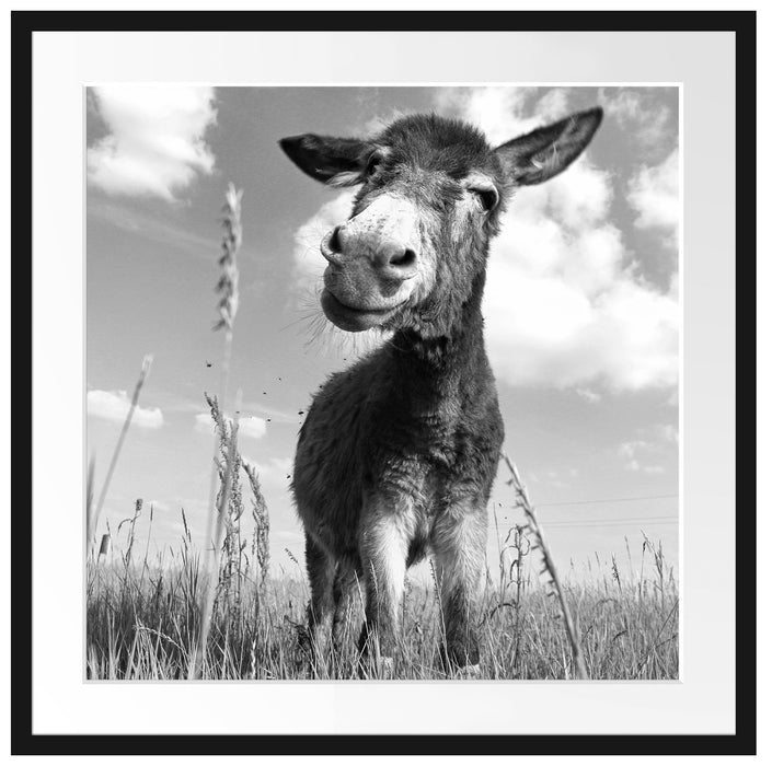 Esel im Feld Passepartout Quadratisch 70x70