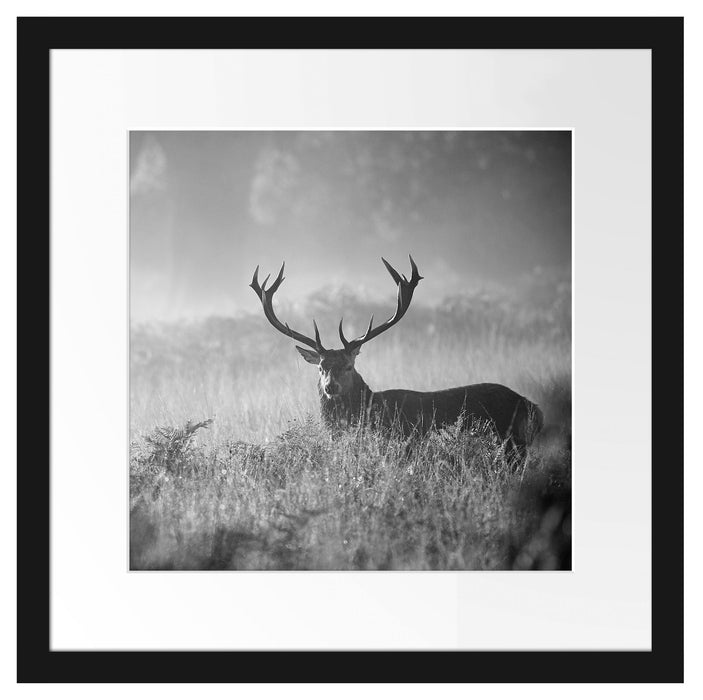 Rotwild Hirsch im Nebel Kunst B&W Passepartout Quadratisch 40x40