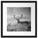 Rotwild Hirsch im Nebel Kunst B&W Passepartout Quadratisch 40x40