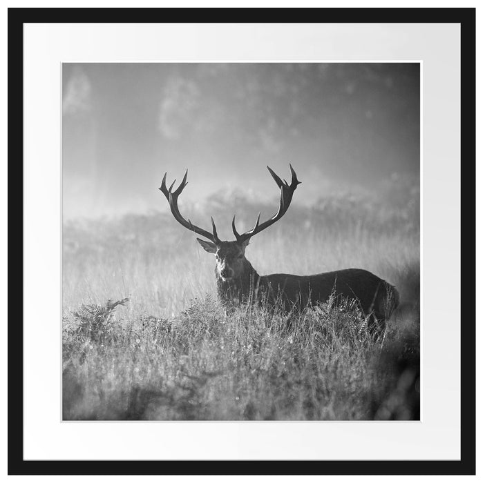 Rotwild Hirsch im Nebel Kunst B&W Passepartout Quadratisch 55x55