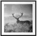 Rotwild Hirsch im Nebel Kunst B&W Passepartout Quadratisch 70x70