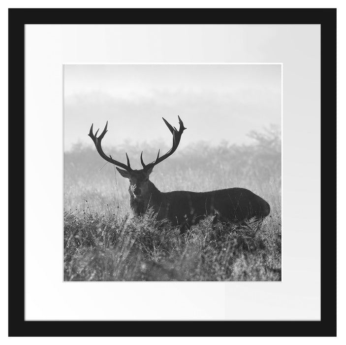 Rotwild Hirsch in Abenddämmerung Passepartout Quadratisch 40x40