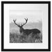 Rotwild Hirsch in Abenddämmerung Passepartout Quadratisch 40x40
