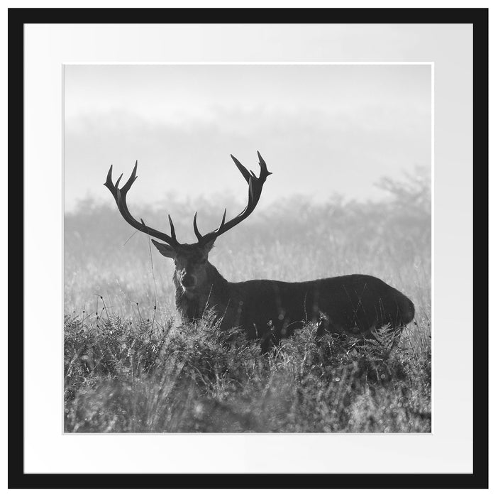 Rotwild Hirsch in Abenddämmerung Passepartout Quadratisch 55x55