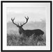 Rotwild Hirsch in Abenddämmerung Passepartout Quadratisch 55x55