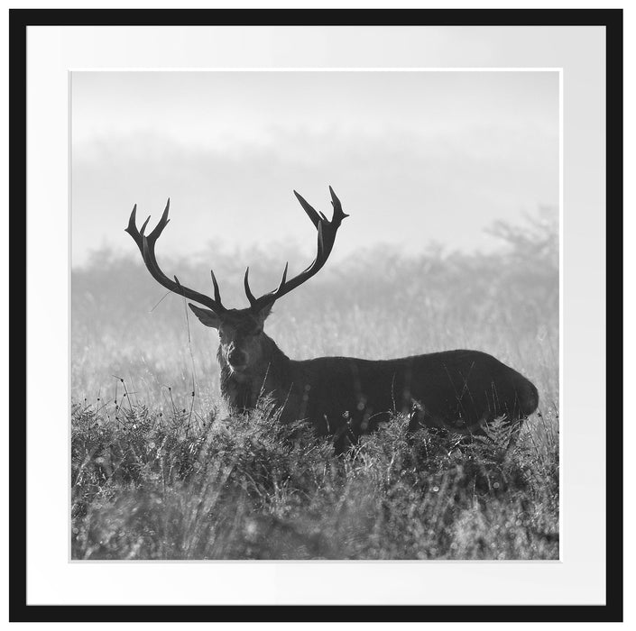Rotwild Hirsch in Abenddämmerung Passepartout Quadratisch 70x70