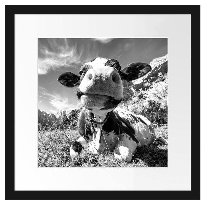 Kuh im Karwendelgebirge Kunst B&W Passepartout Quadratisch 40x40