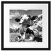 Kuh im Karwendelgebirge Kunst B&W Passepartout Quadratisch 40x40