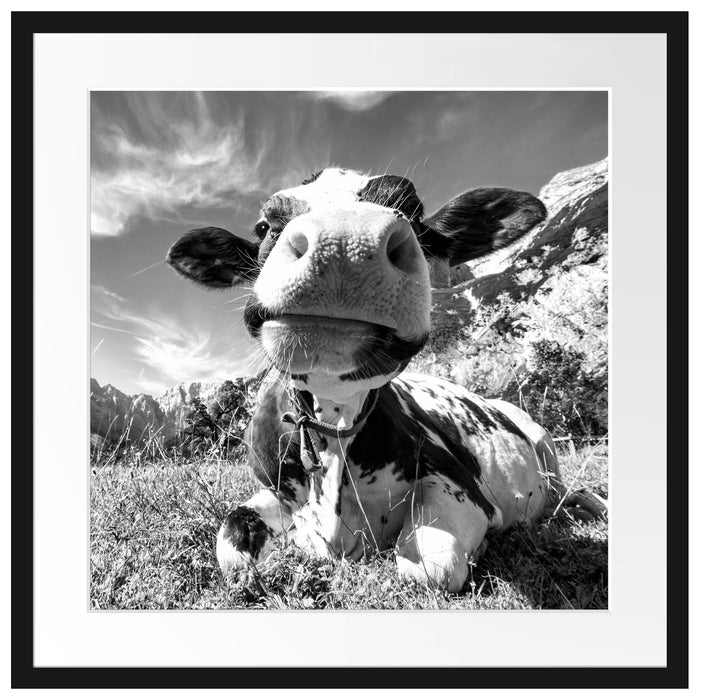 Kuh im Karwendelgebirge Kunst B&W Passepartout Quadratisch 55x55