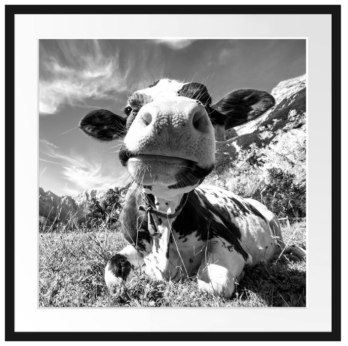 Kuh im Karwendelgebirge Kunst B&W Passepartout Quadratisch 70x70