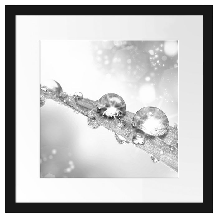 Wassertropfen auf Grashalm Passepartout Quadratisch 40x40