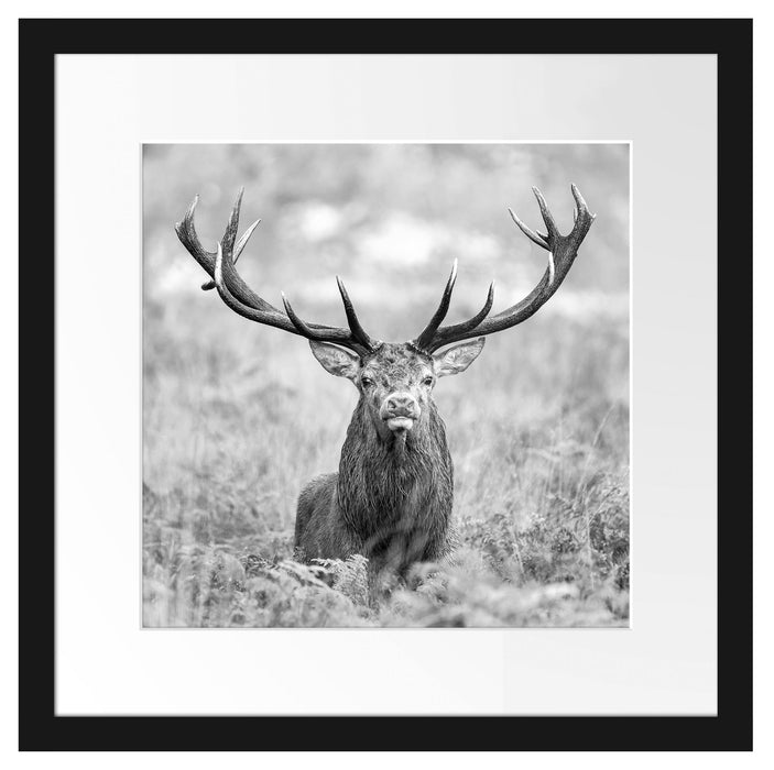 Großer Hirsch im Feld Kunst B&W Passepartout Quadratisch 40x40