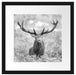Großer Hirsch im Feld Kunst B&W Passepartout Quadratisch 40x40