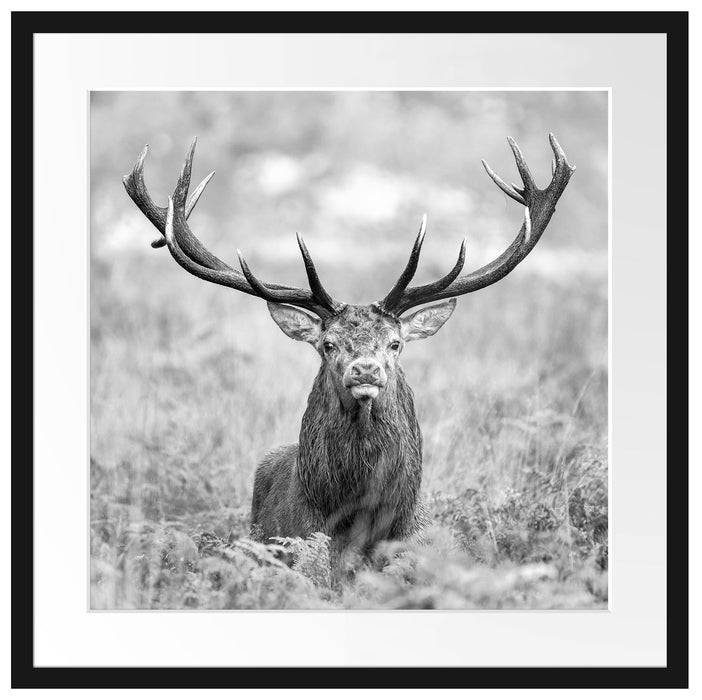 Großer Hirsch im Feld Kunst B&W Passepartout Quadratisch 55x55
