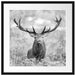 Großer Hirsch im Feld Kunst B&W Passepartout Quadratisch 55x55