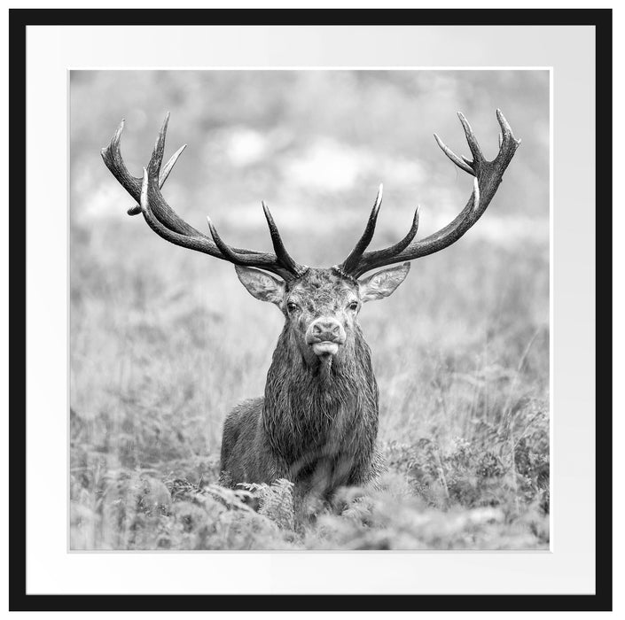 Großer Hirsch im Feld Kunst B&W Passepartout Quadratisch 70x70