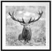 Großer Hirsch im Feld Kunst B&W Passepartout Quadratisch 70x70