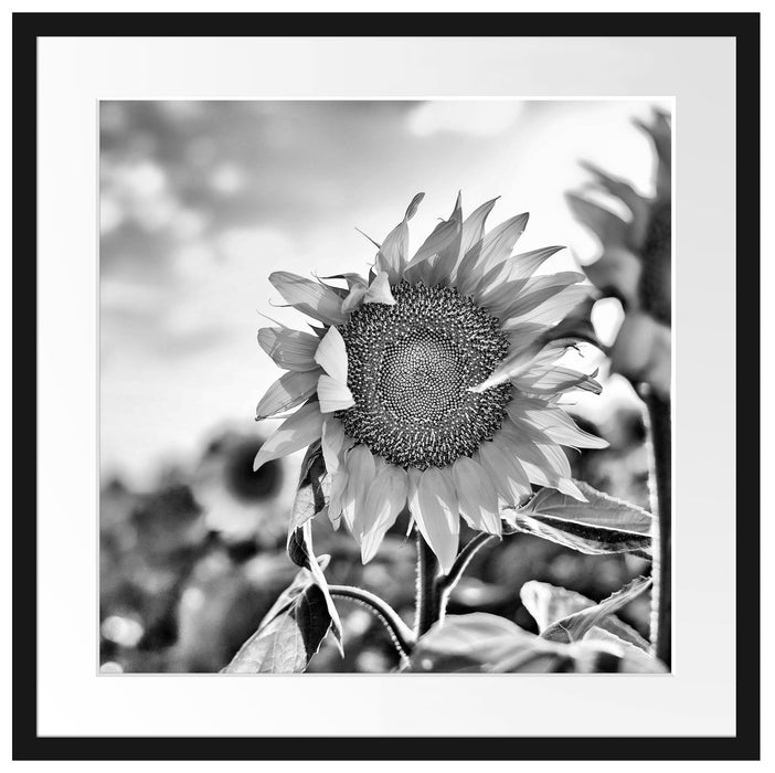 Sonnenblumenfeld SonnenblumeSonne Passepartout Quadratisch 55x55