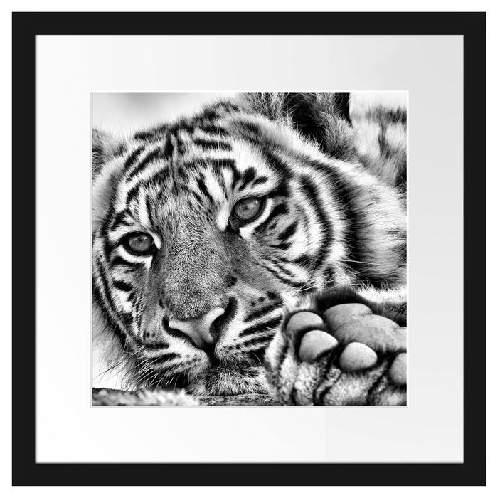 Tiger Passepartout Quadratisch 40x40