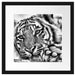 Tiger Passepartout Quadratisch 40x40