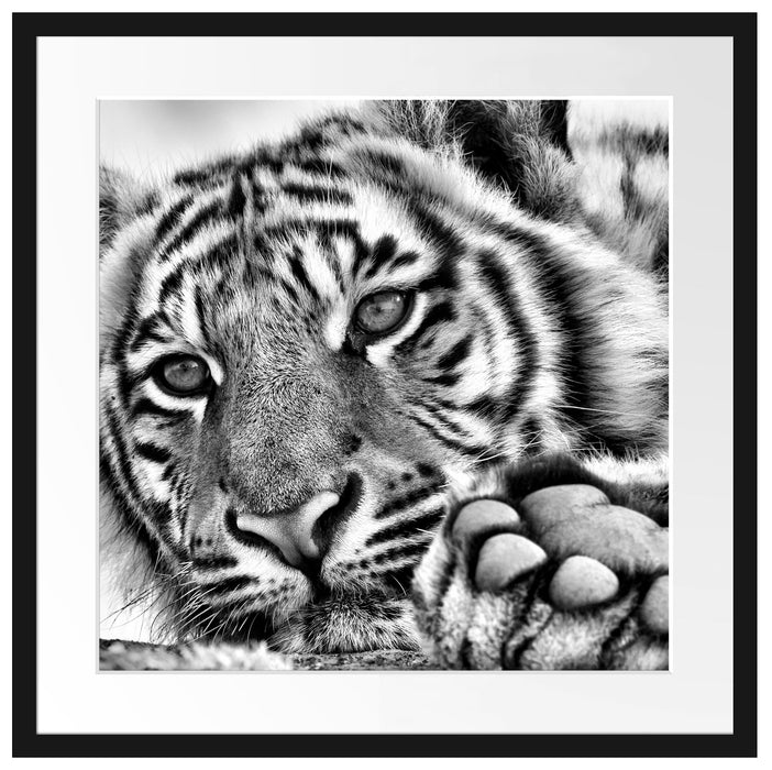 Tiger Passepartout Quadratisch 55x55