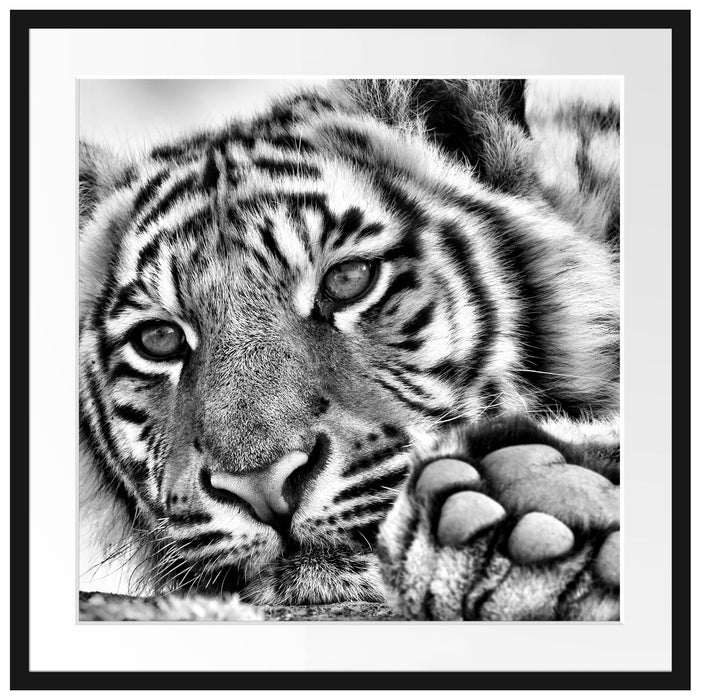 Tiger Passepartout Quadratisch 70x70