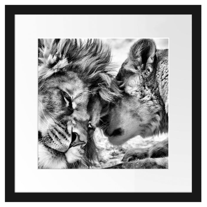 Kuschelnde Löwen Passepartout Quadratisch 40x40