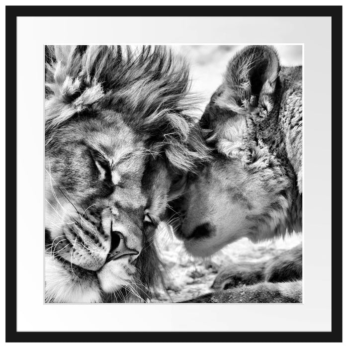 Kuschelnde Löwen Passepartout Quadratisch 55x55