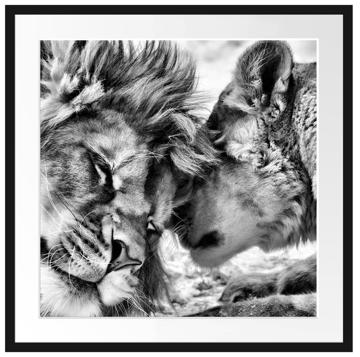 Kuschelnde Löwen Passepartout Quadratisch 70x70