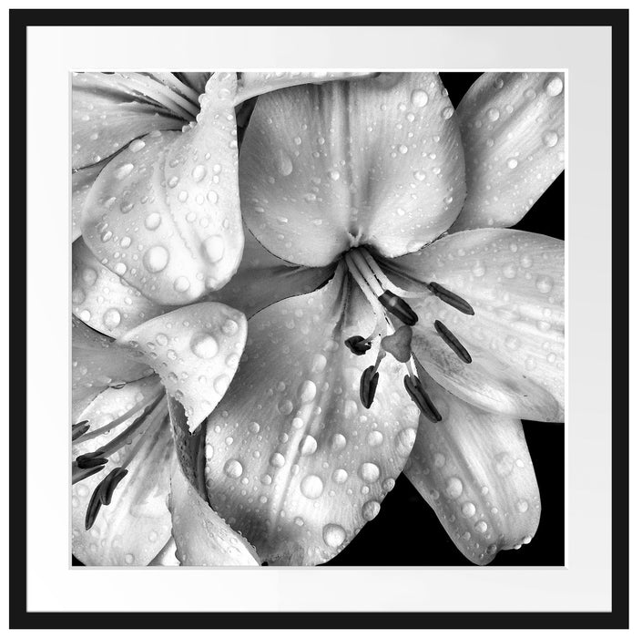 Dark Blüte schwarz-Weiß Passepartout Quadratisch 70x70