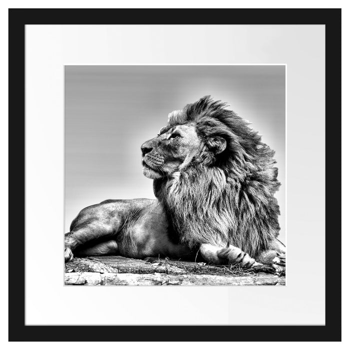 liegender Löwe Passepartout Quadratisch 40x40