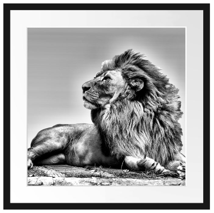liegender Löwe Passepartout Quadratisch 55x55