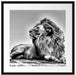 liegender Löwe Passepartout Quadratisch 55x55