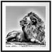liegender Löwe Passepartout Quadratisch 70x70
