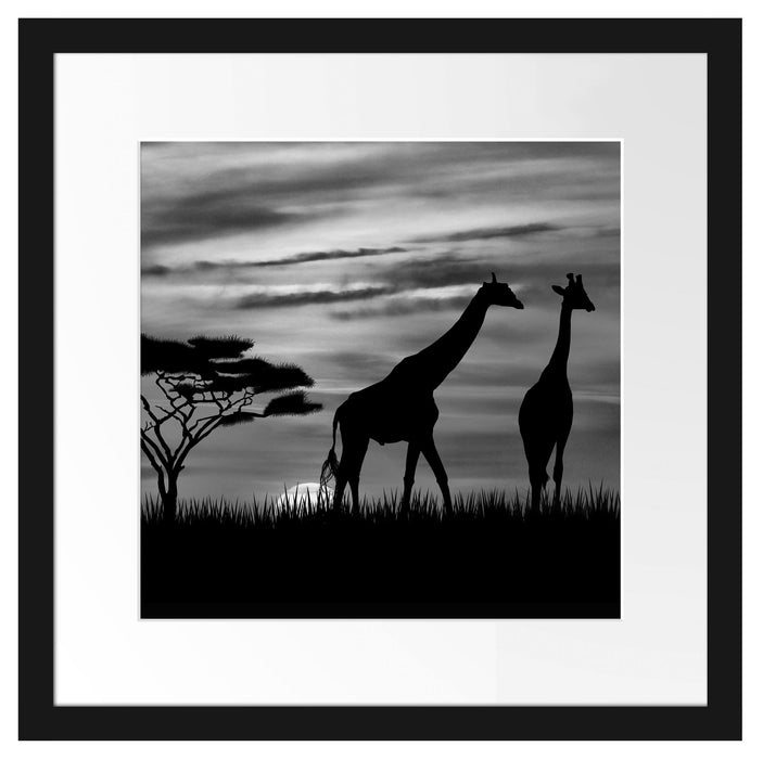 Afrika Giraffen im Sonnenuntergang Passepartout Quadratisch 40x40
