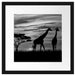 Afrika Giraffen im Sonnenuntergang Passepartout Quadratisch 40x40