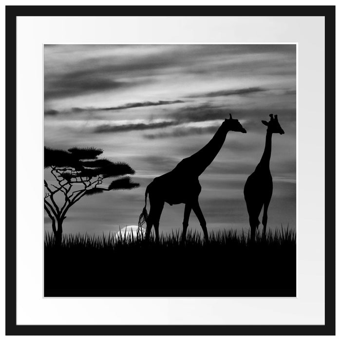 Afrika Giraffen im Sonnenuntergang Passepartout Quadratisch 55x55