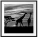 Afrika Giraffen im Sonnenuntergang Passepartout Quadratisch 70x70