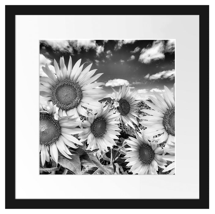 Sonnenblumenwiese unter Himmel Passepartout Quadratisch 40x40