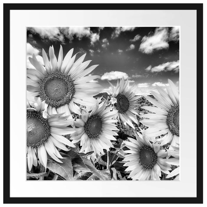 Sonnenblumenwiese unter Himmel Passepartout Quadratisch 55x55